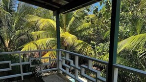 En træterrasse med hvid gelænder, omgivet af frodig, tropisk vegetation.