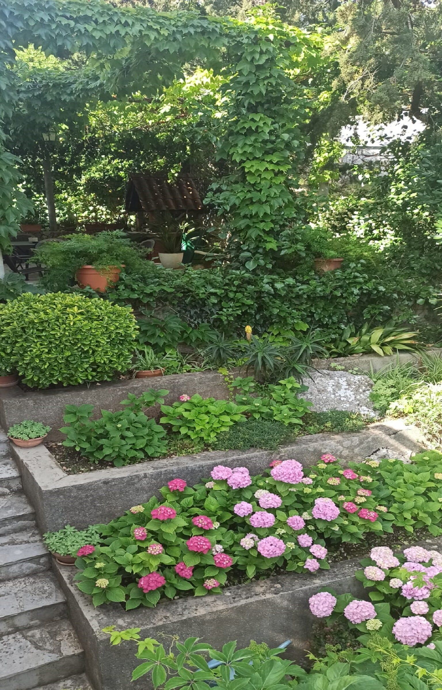 Ein Garten mit verschiedenen Pflanzen und Blumen, darunter rosa Hortensien, angeordnet in Pflanzgefäßen und entlang eines Steinwegs.