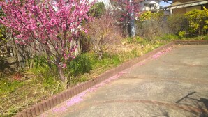 A residential area with a concrete driveway, pink flowering trees, and houses in the background.