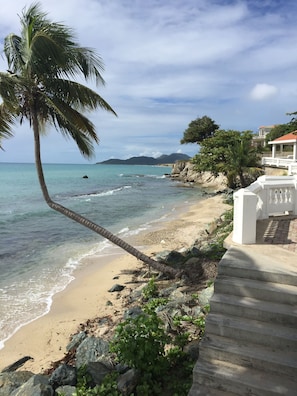 A beach with a palm tree, clear water, and a white building with steps leading down to the shore.