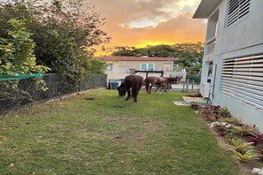 A fenced outdoor area with grass, a building with a red roof, and a sunset in the background. - Best Location, Caribbean views, Off street parking, walk everywhere. (Vieques)