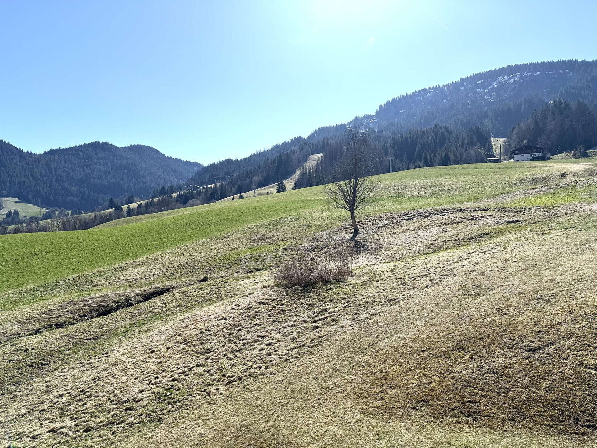 A rural landscape with a single tree in the foreground, a clear sky, and a mountain range in the background.