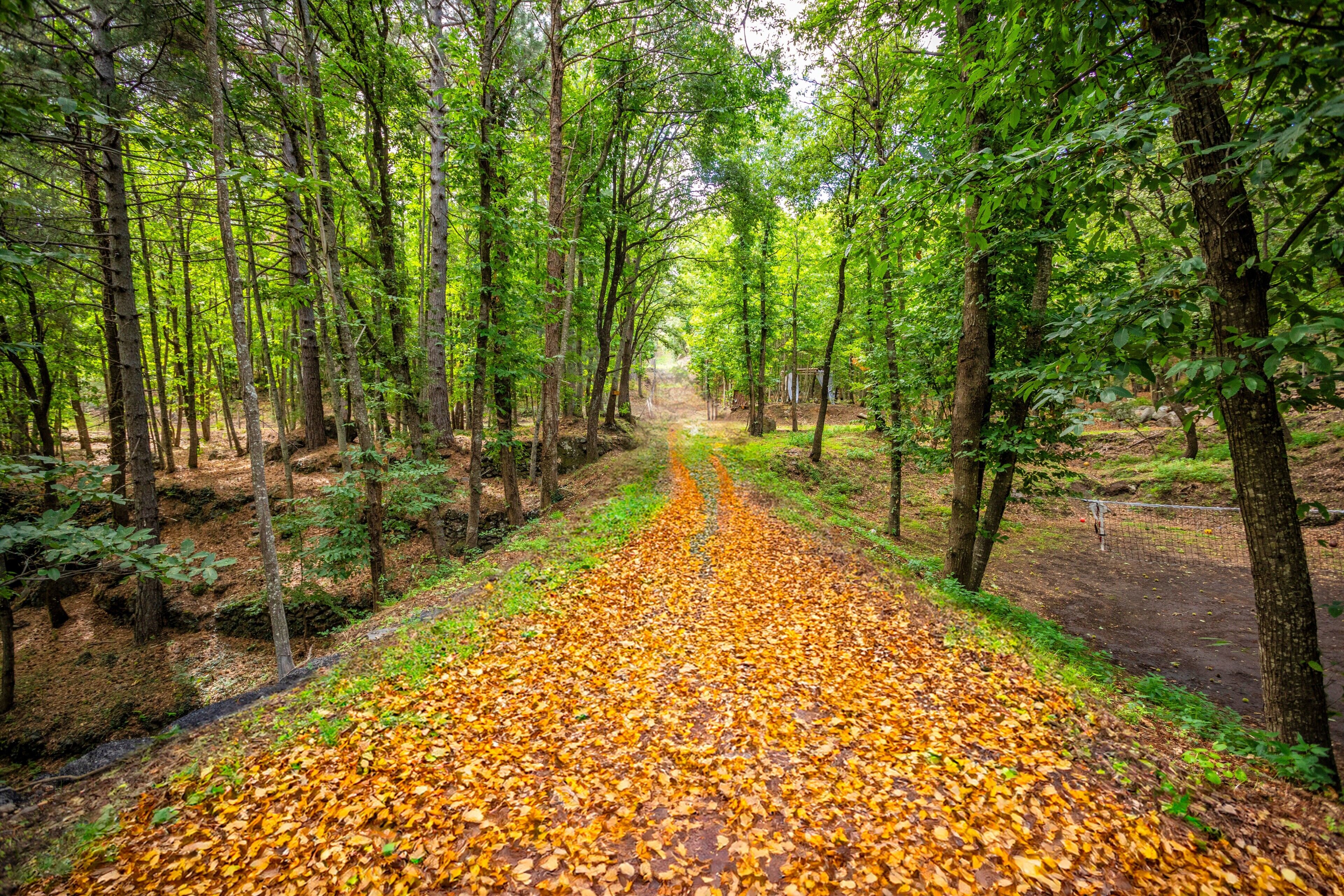 Un sentier forestier recouvert de feuilles mortes.