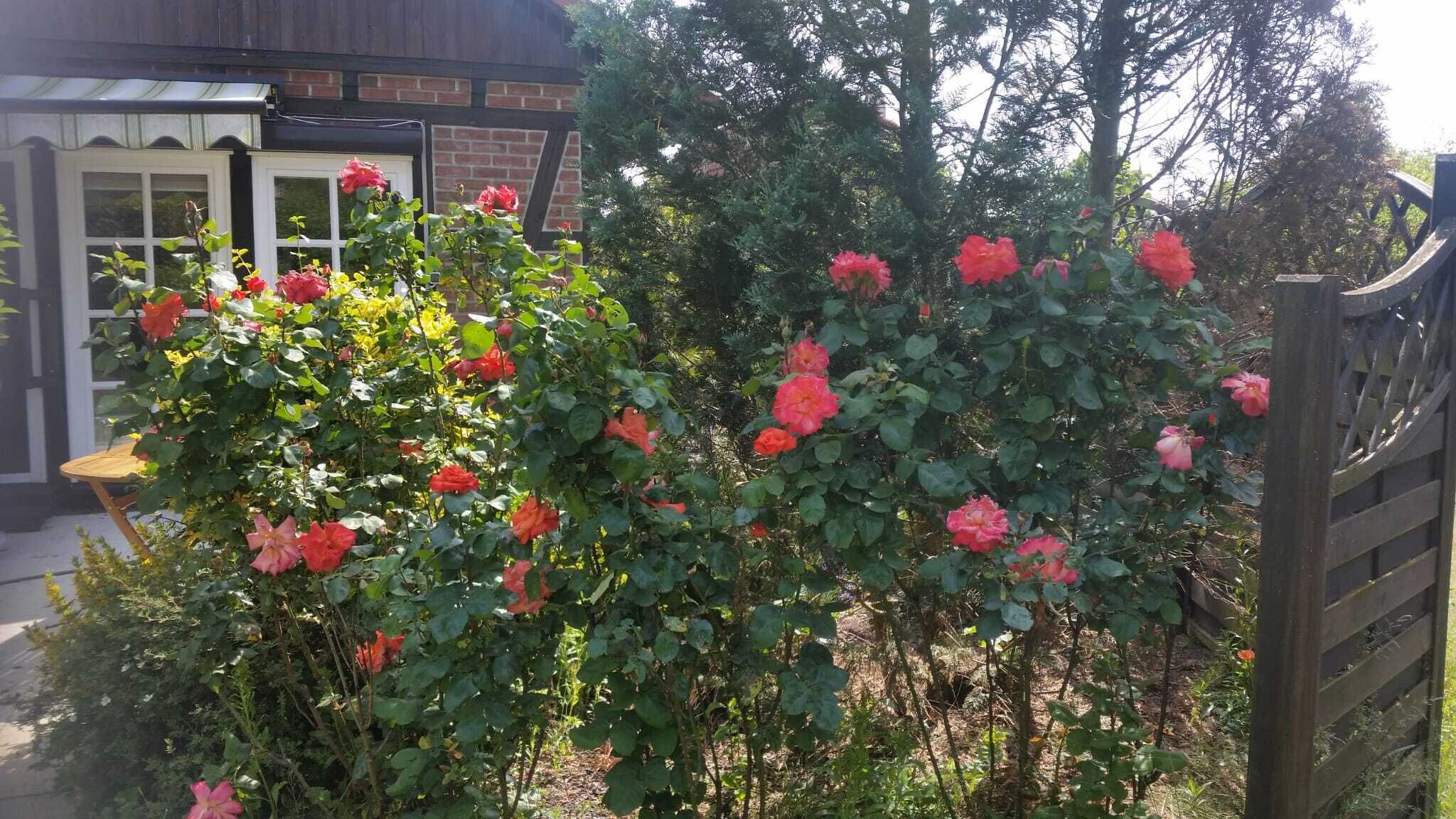 A garden with blooming roses and a wooden fence.