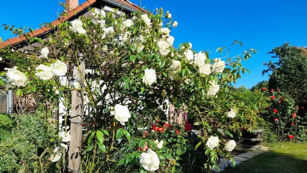 A garden with white roses, a wooden fence, and a house with a red roof.