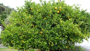 Un limonero frondoso con numerosos limones maduros, rodeado de un jardín bien cuidado.