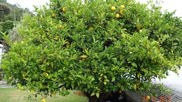 花園