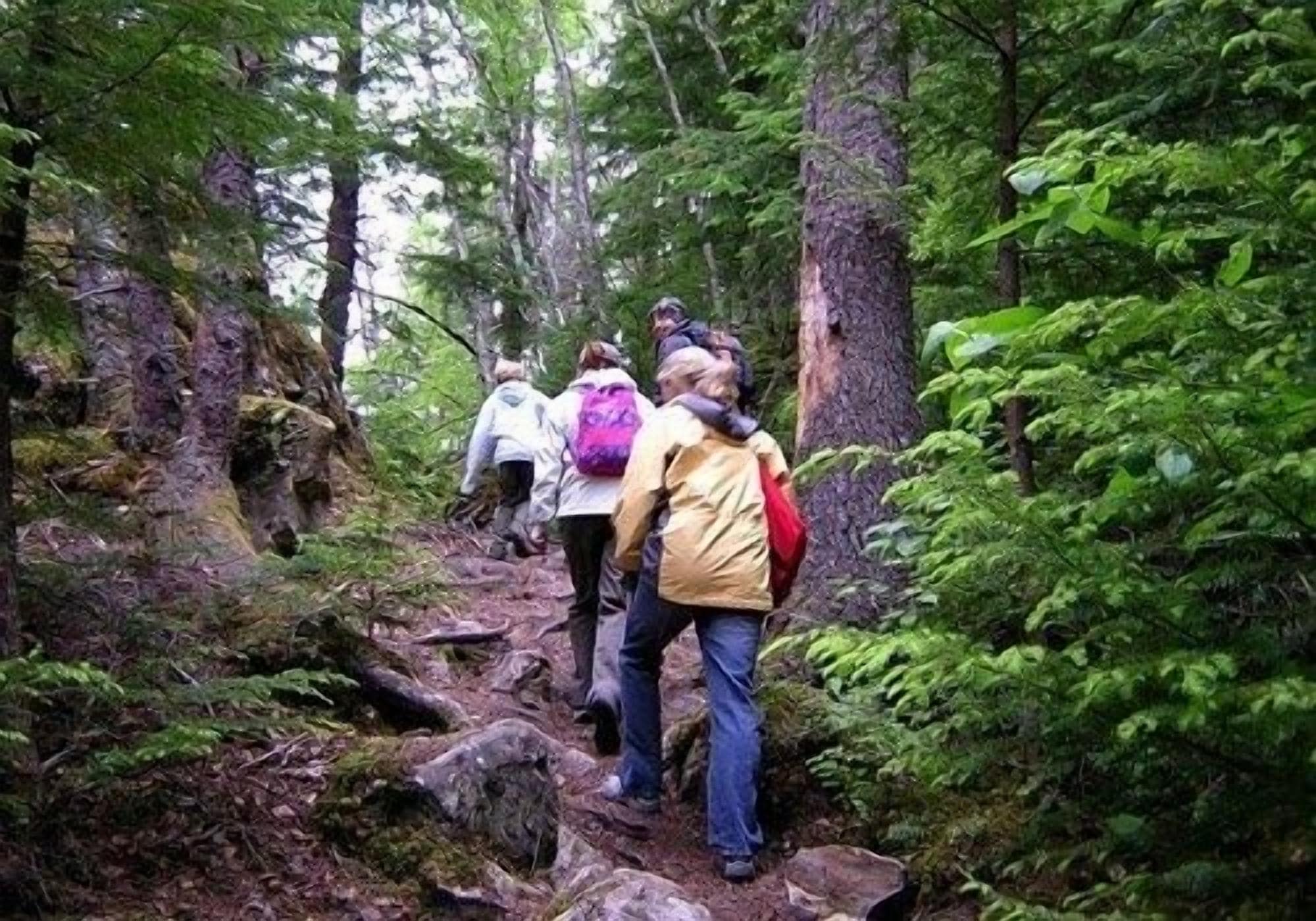 A forested hiking trail with hikers.