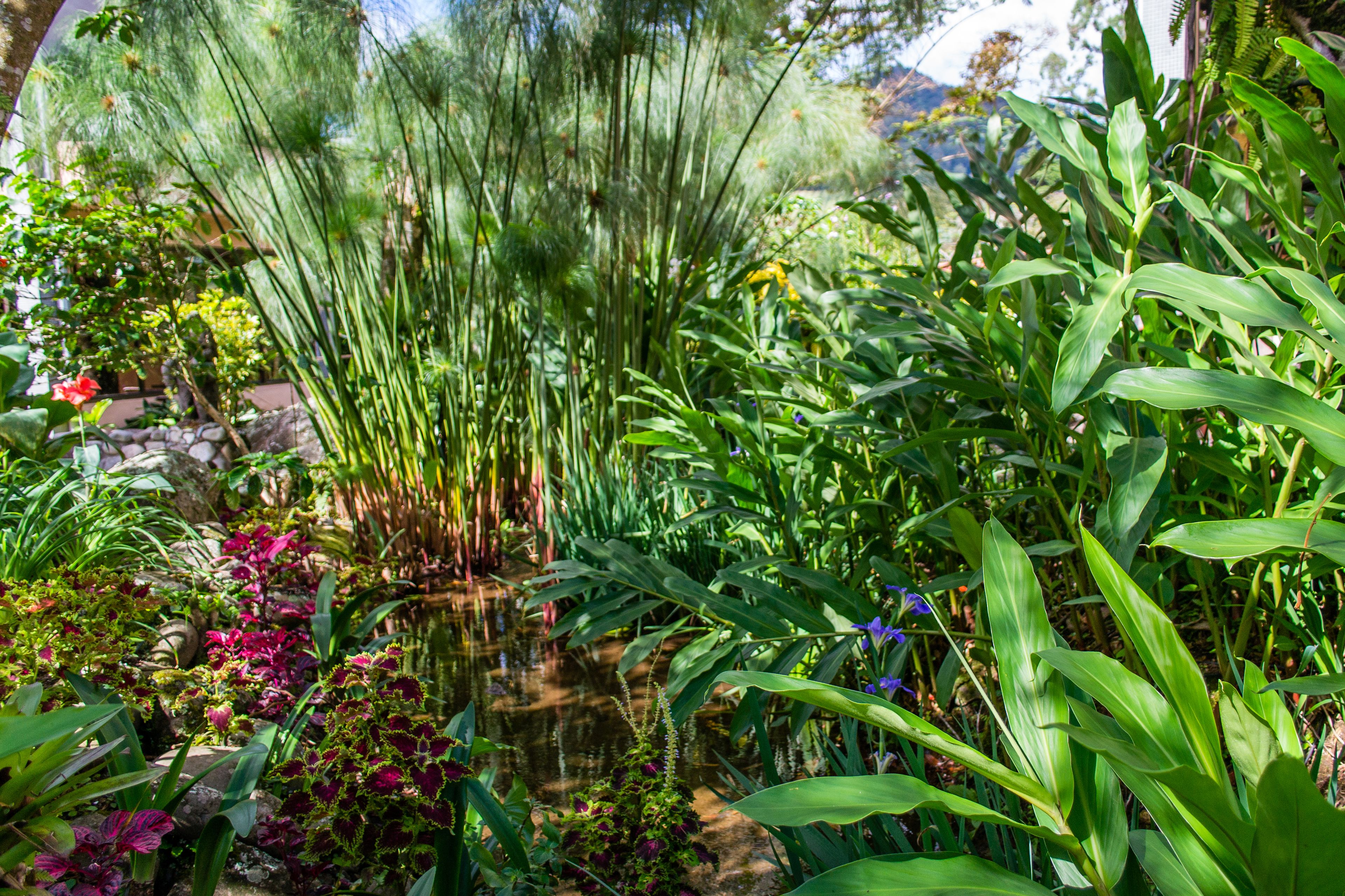 Un exuberante jardín con diversas plantas y un pequeño estanque.
