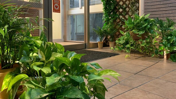Un área de entrada bien cuidada con plantas en macetas, piso de baldosas y una puerta con mosquitero.