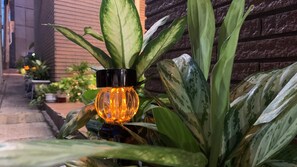 Ein Topfpflanze mit gefleckten Blättern und einer hängenden Lampe.