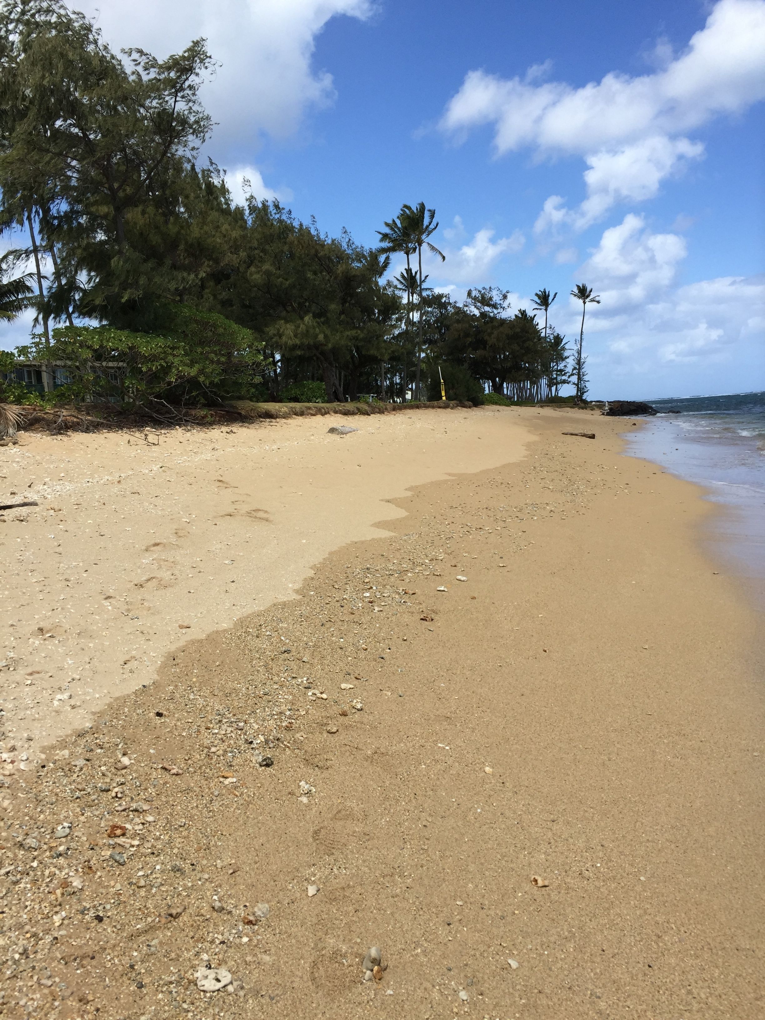 A sandy beach with scattered rocks and palm trees.