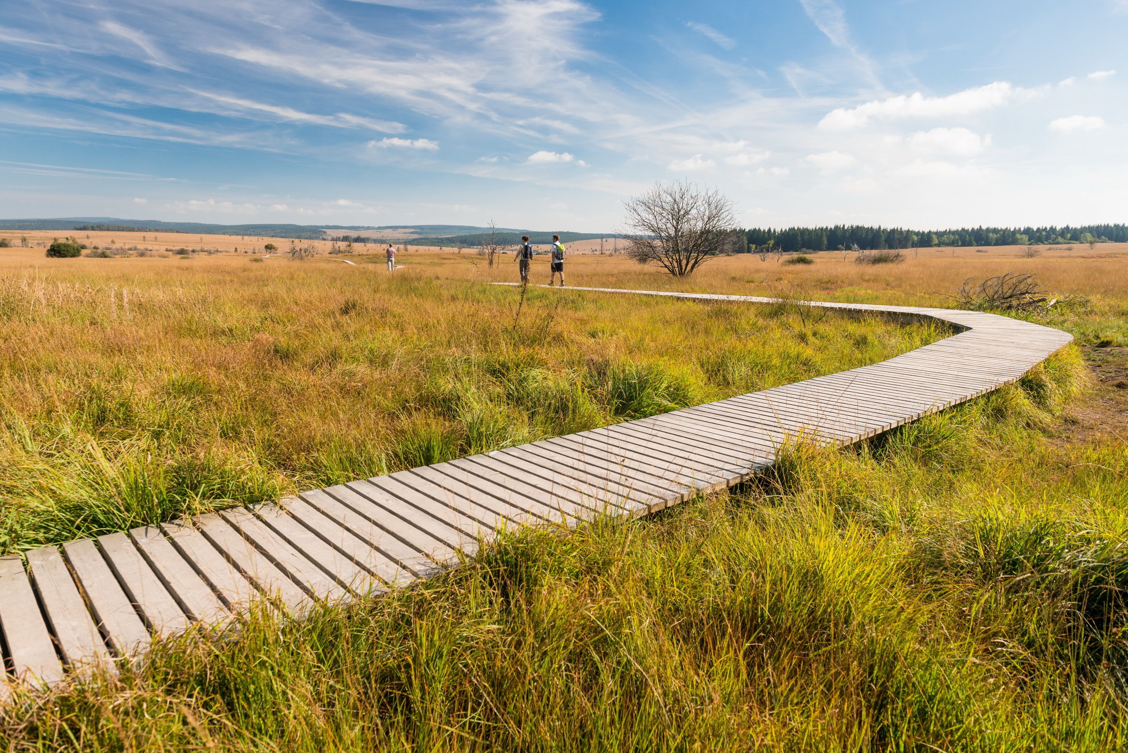 A wooden boardwalk curving through a grassy field with a clear sky.