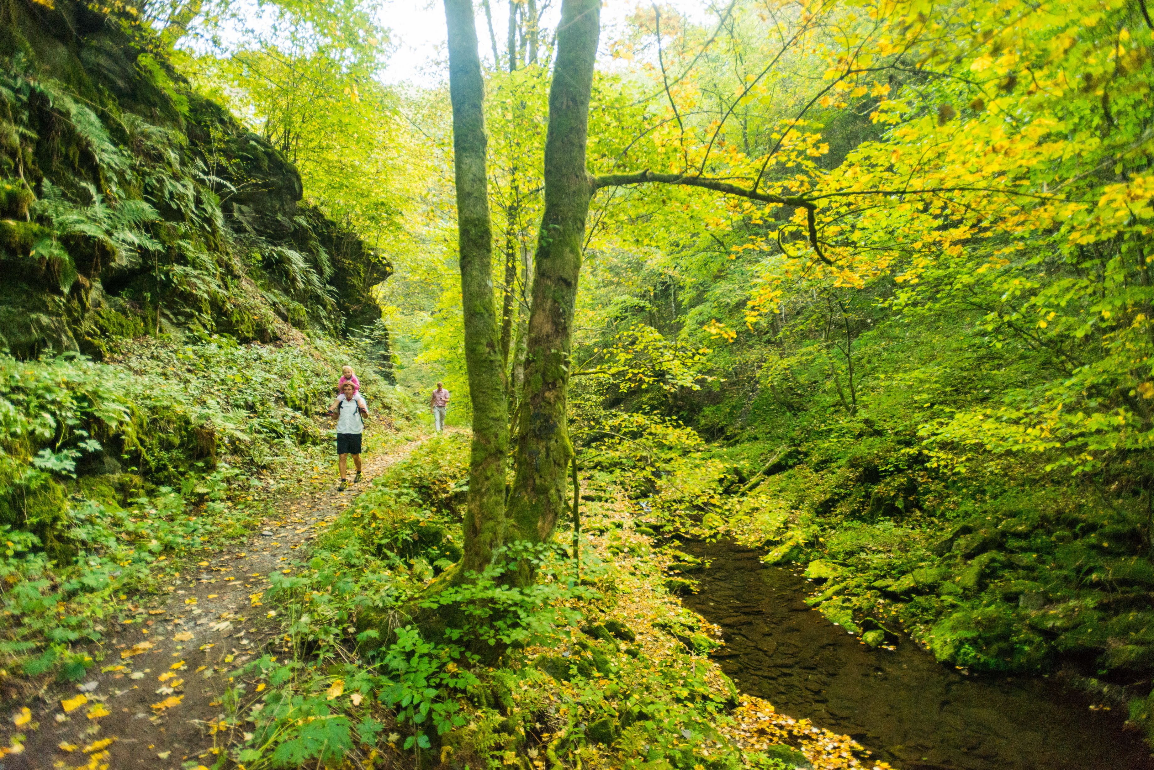 Ein bewaldeter Wanderweg mit einem Bach.