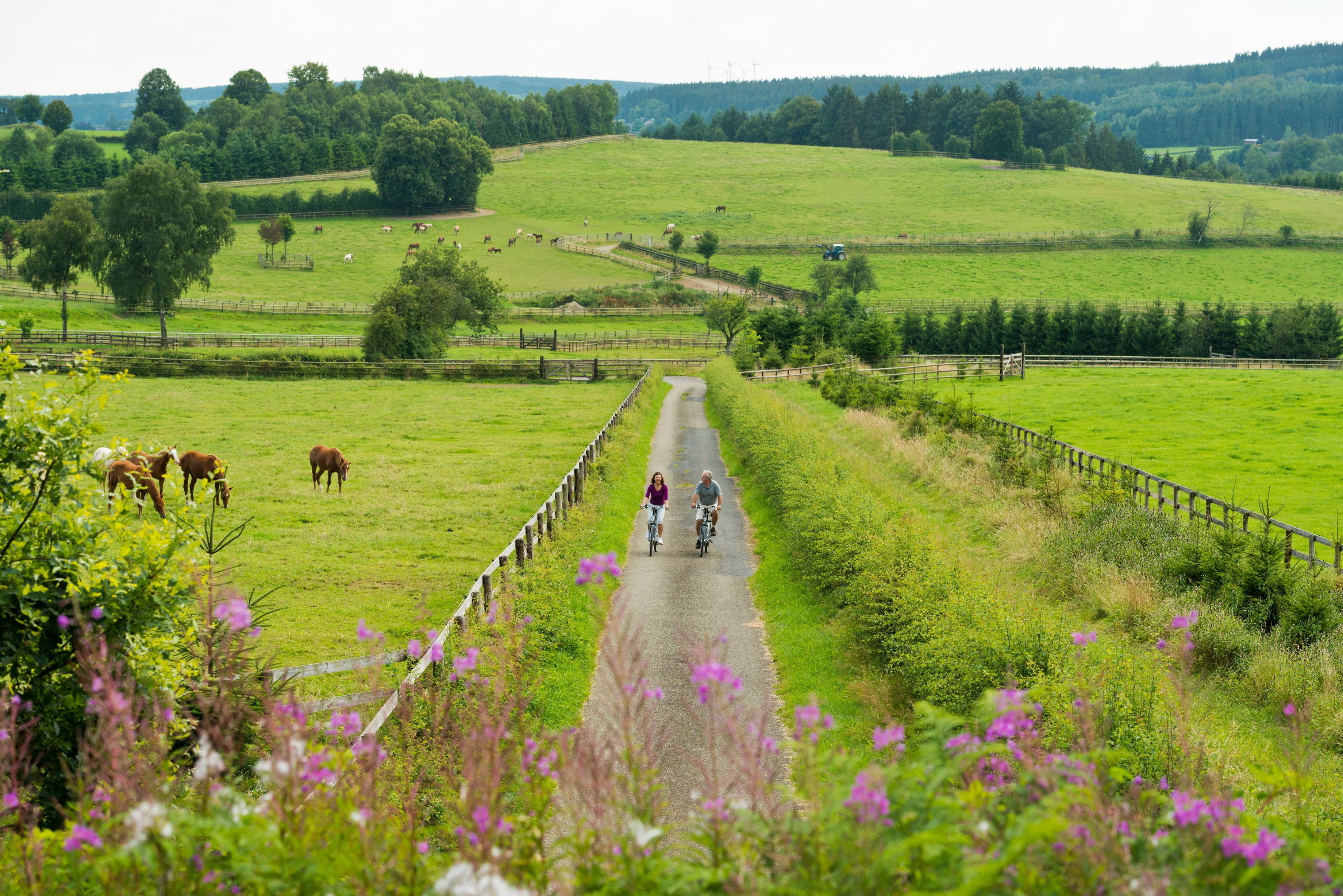 A rural landscape with a paved path, green fields, and horses grazing.