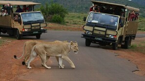 Game viewing - Golden Leopard Resorts - Manyane Resort (Pilanesberg National Park)