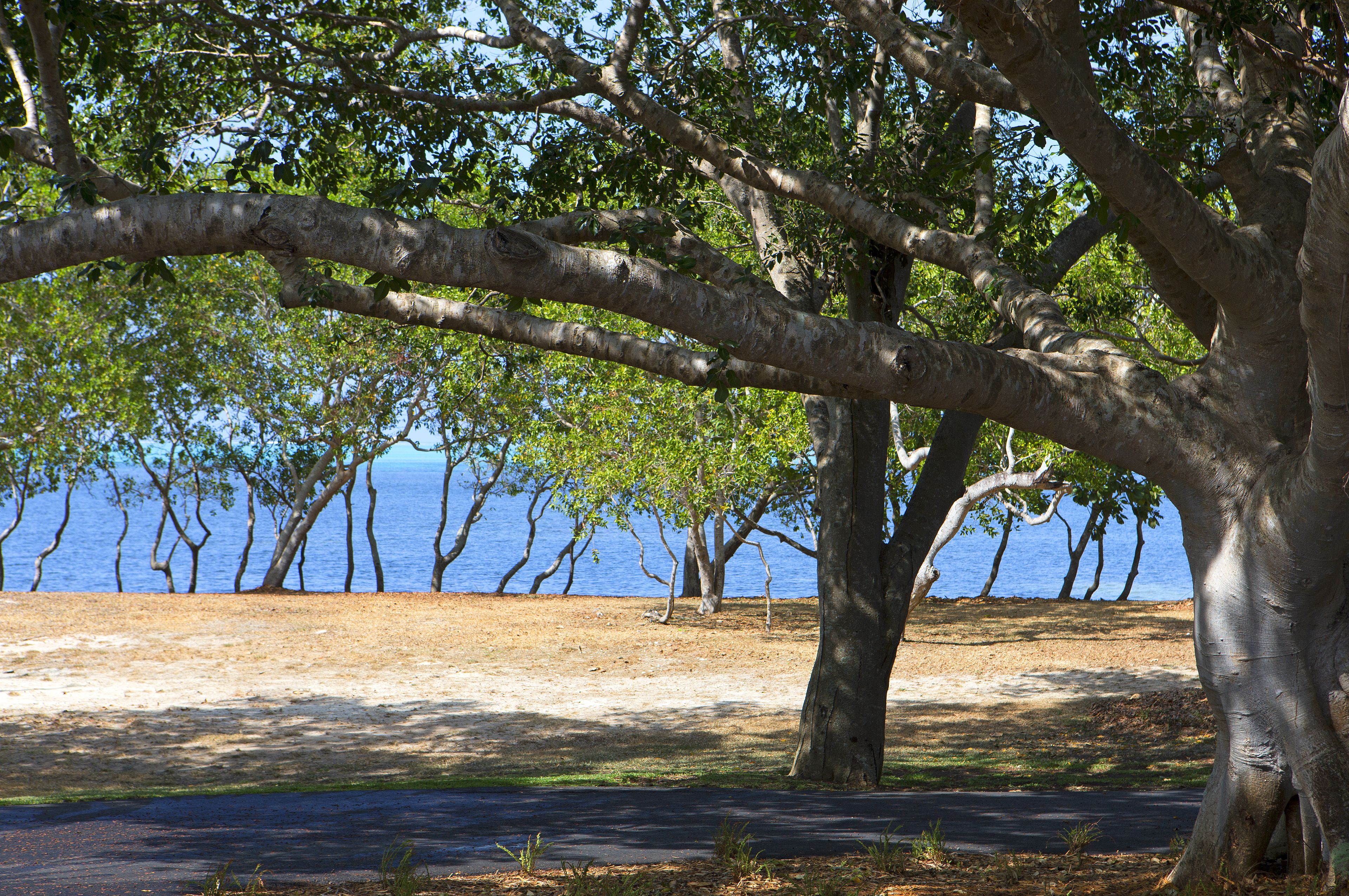 A beach with trees and a clear view of the sea.