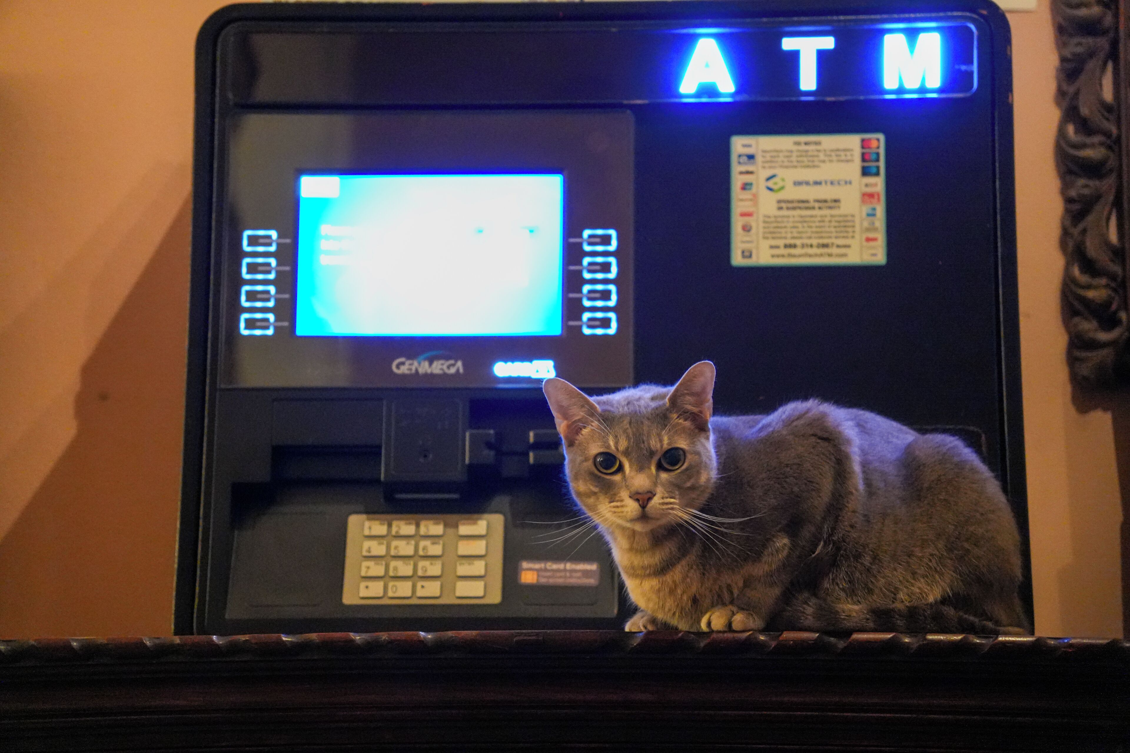 Un chat est assis sur un comptoir, devant un distributeur automatique de billets.