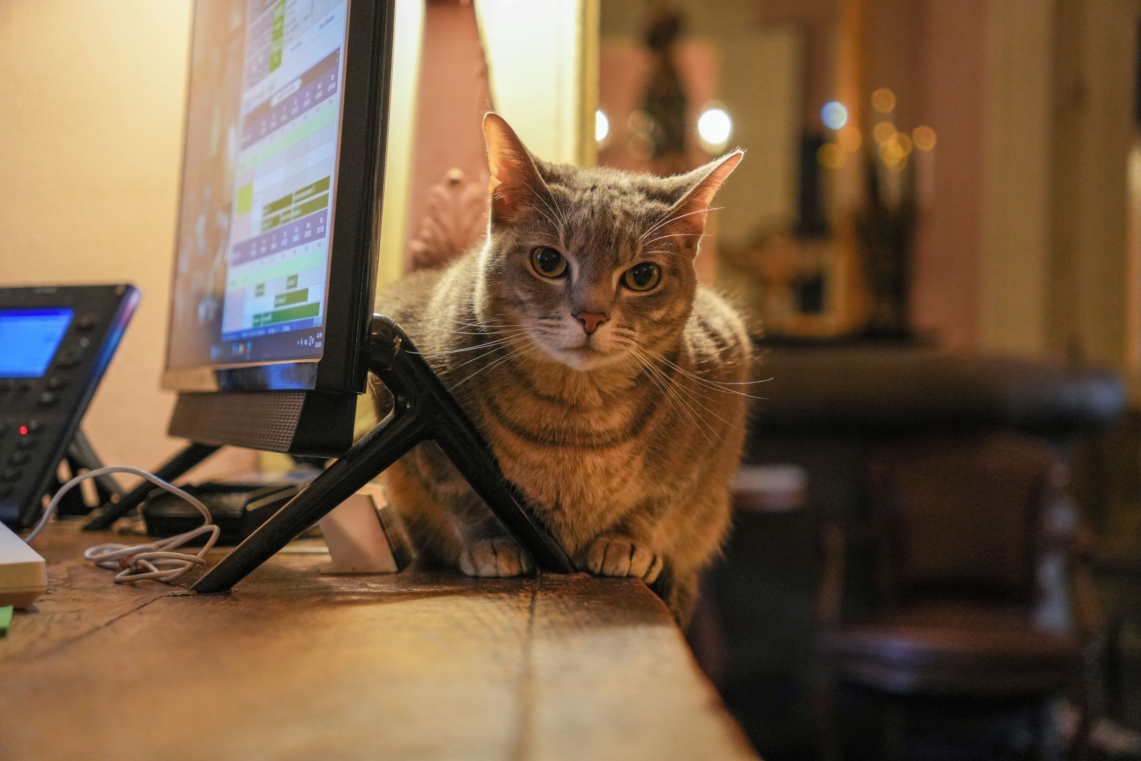 Um gato sentado em uma mesa com monitor de computador e teclado.