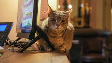 Um gato sentado em uma mesa com monitor de computador e teclado.