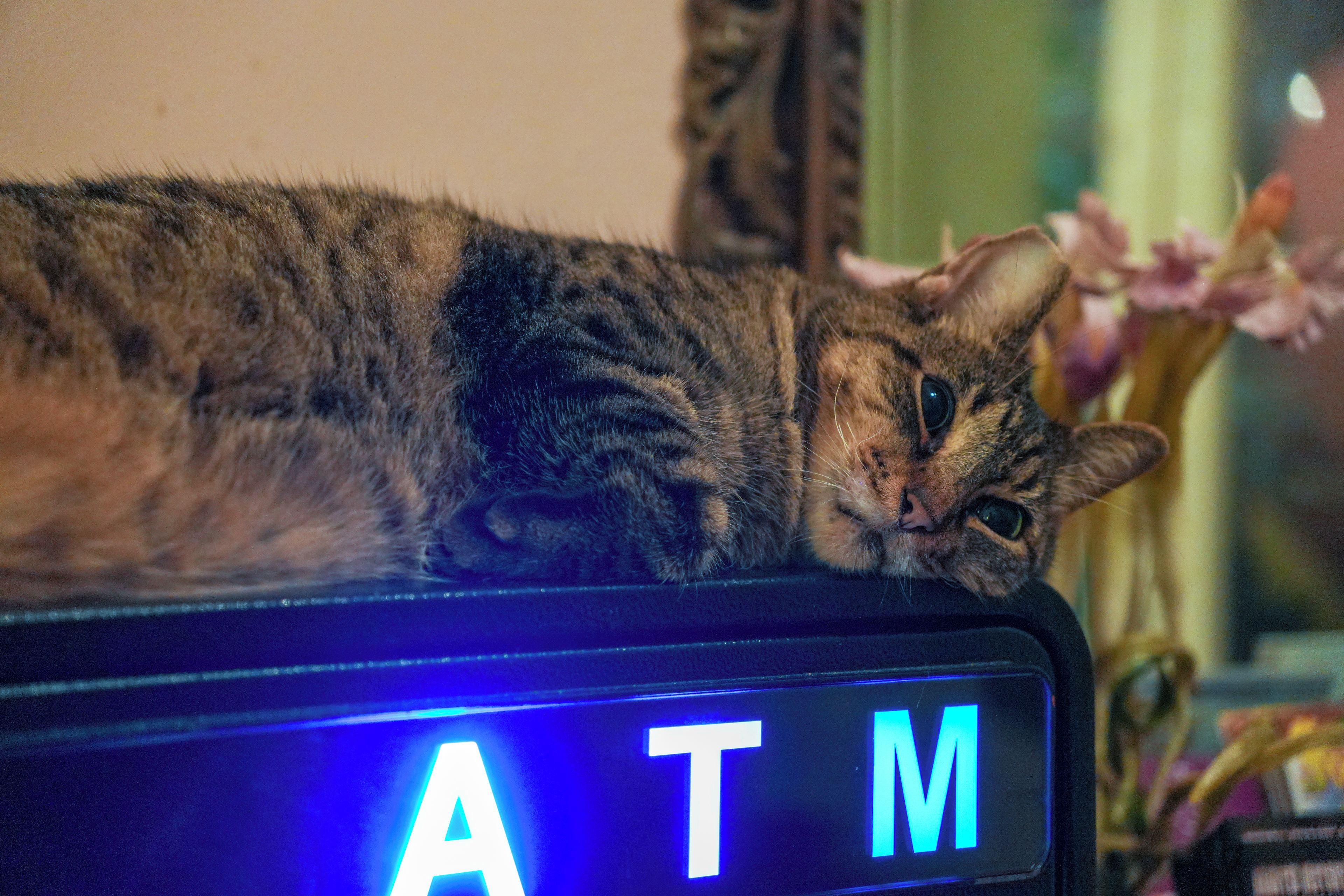 Un gato descansando sobre un cajero automático.