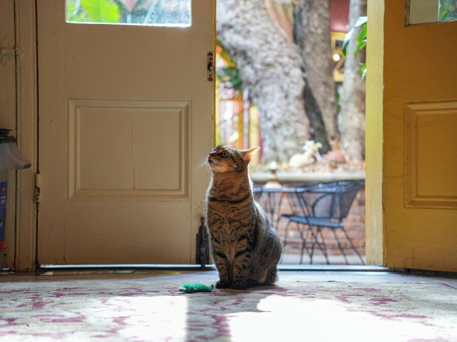 A cat sitting on a patterned floor near a door, with a tree and outdoor furniture in the background.