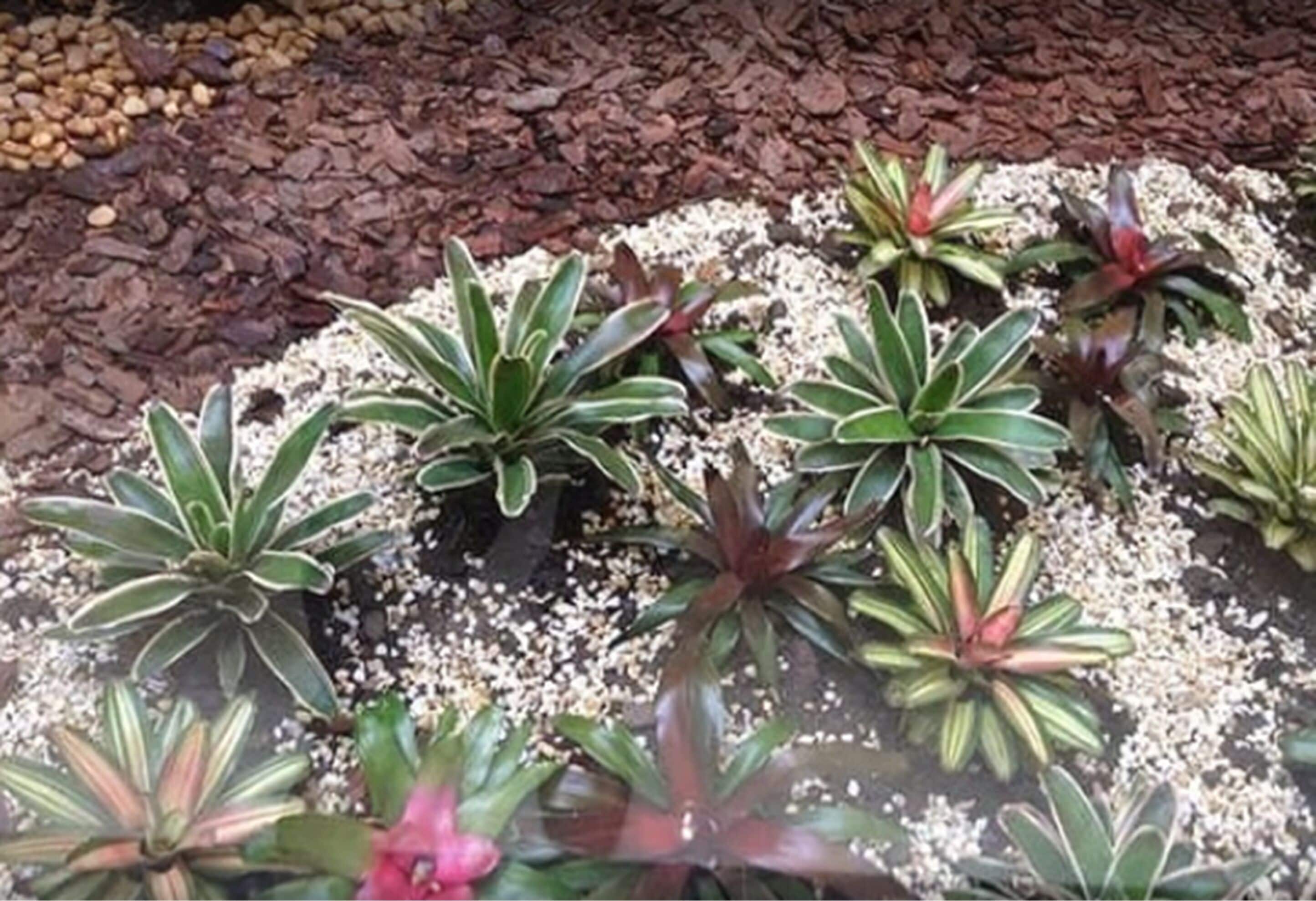 Um jardim com diversas plantas suculentas e pedras decorativas.