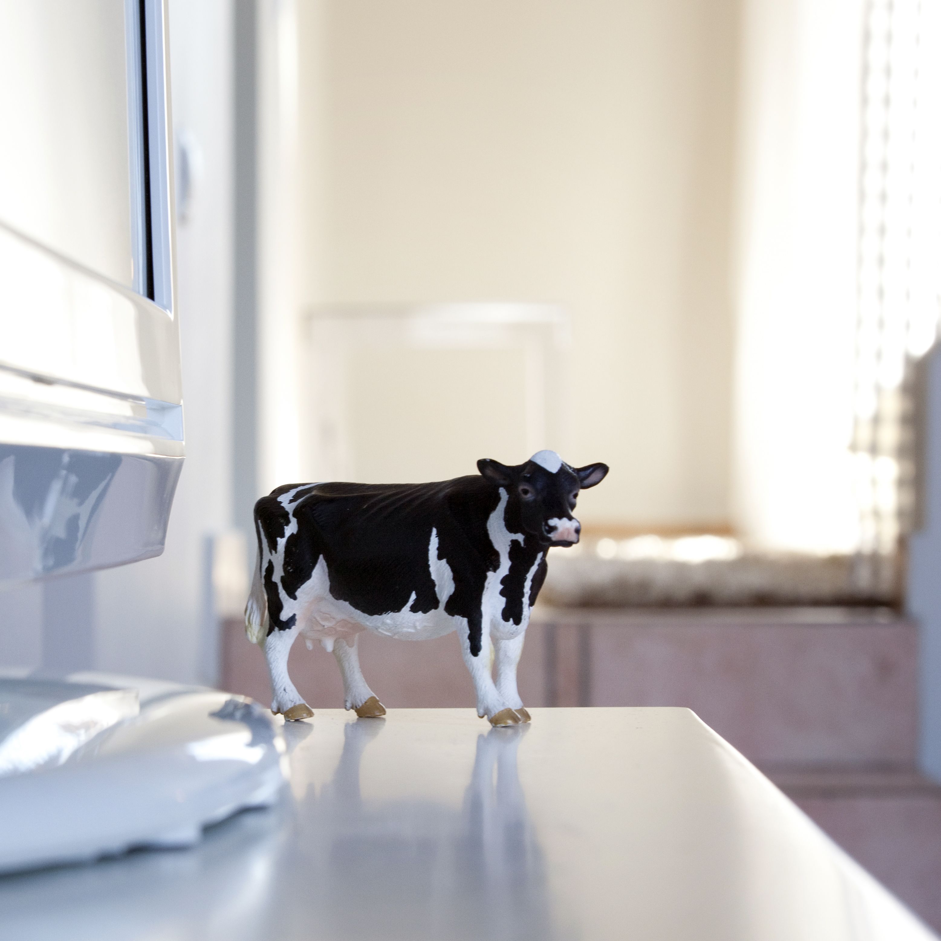 A black and white cow figurine on a white table in a room with a window and a white chair in the background.