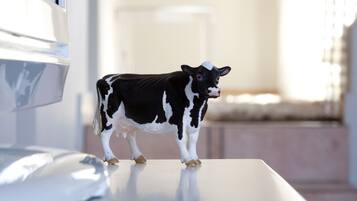 A black and white cow figurine on a white table in a room with a window and a white chair in the background.