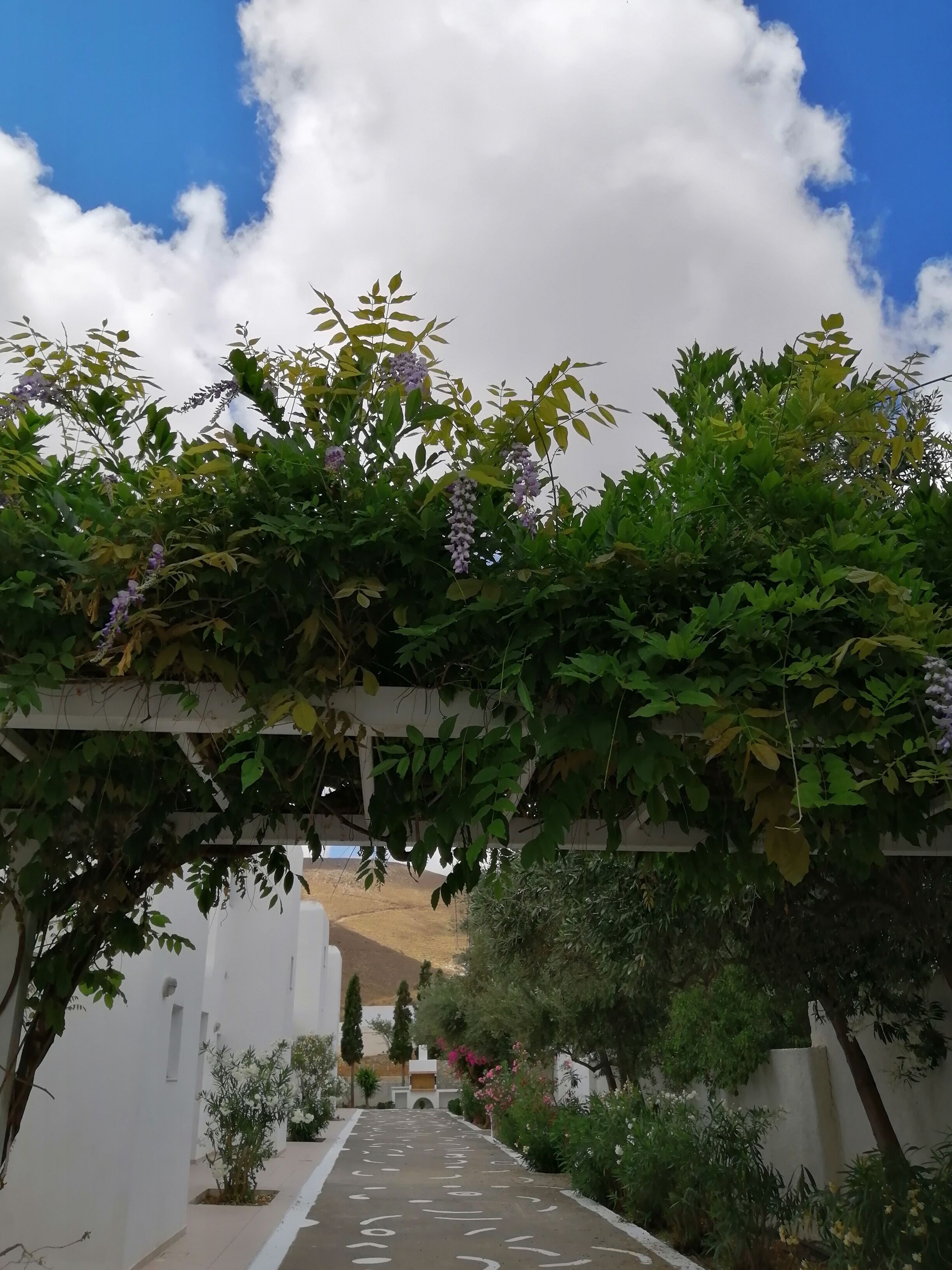A pathway leading through a garden with a pergola covered in greenery and purple flowers.