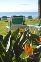 Blick auf eine Strandlounge mit grün-weißen Liegestühlen, einer Rasenfläche und Meerblick.