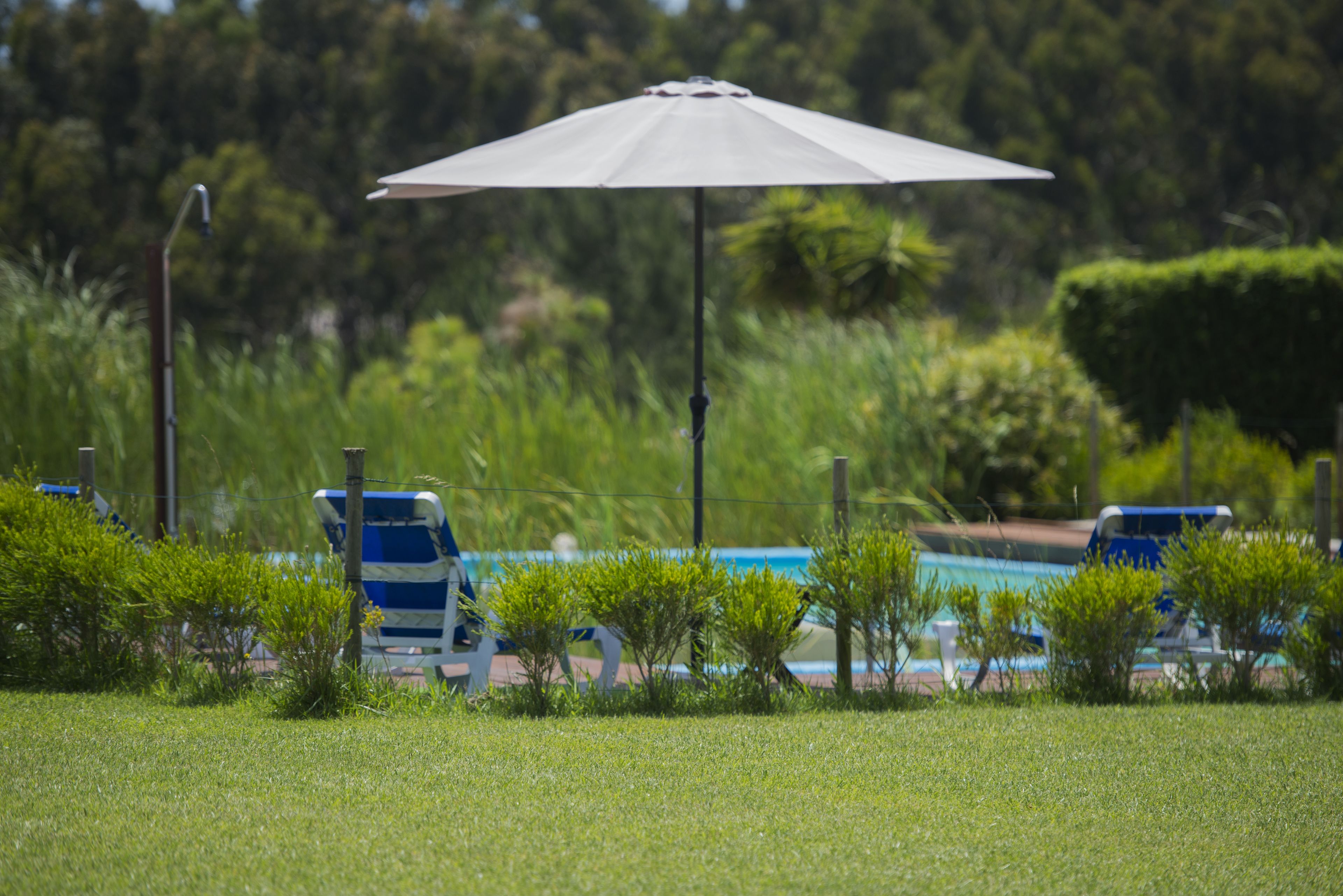 A pool area with a large umbrella, surrounded by greenery and a blue and white pool chair.