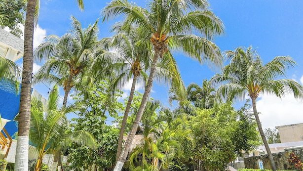 A pool area with palm trees, a clear sky, and a poolside lounge. - Caribe Internacional Cancun (Cancun)