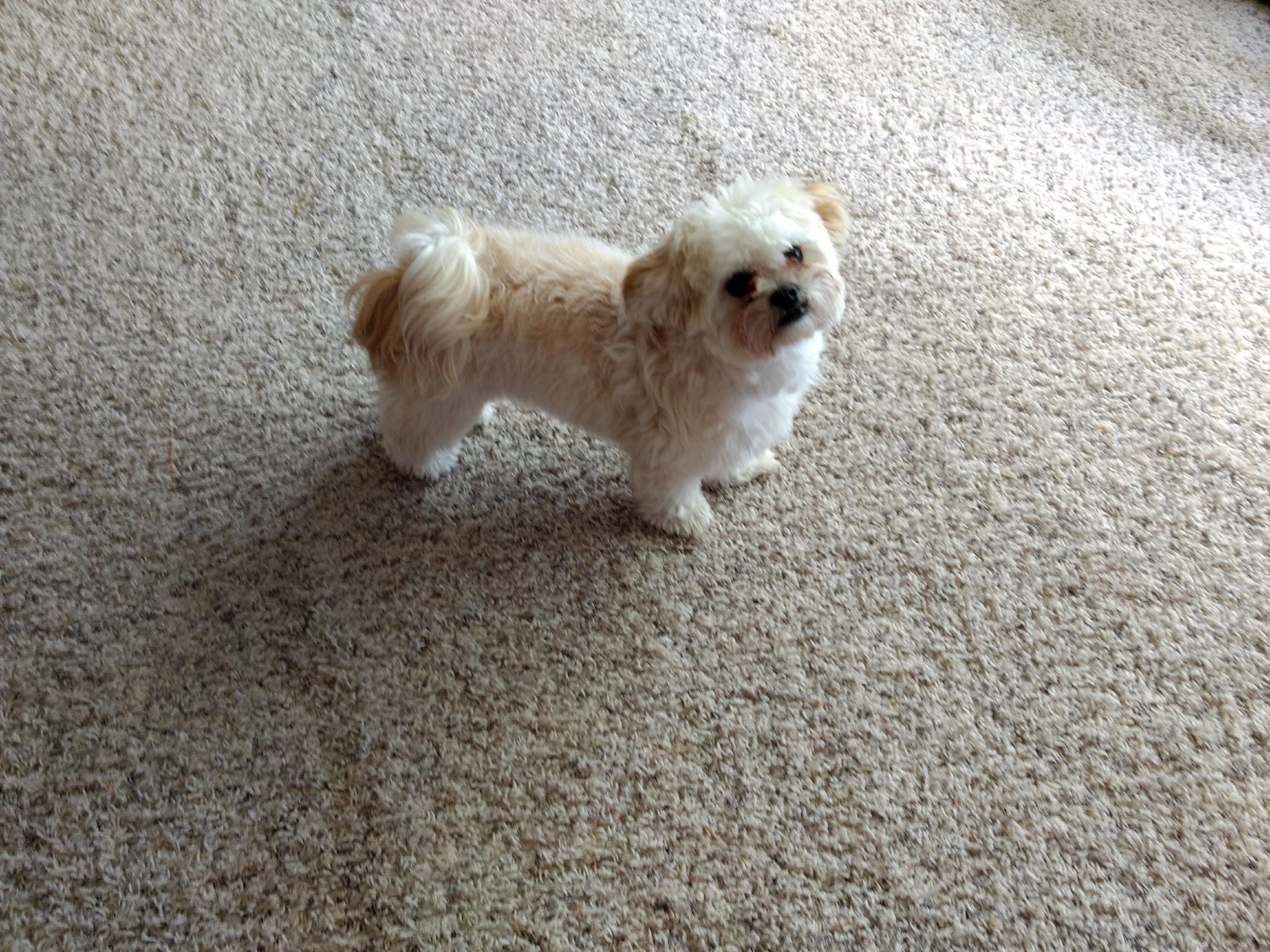 Un piccolo cane dal pelo chiaro in piedi su un pavimento tappezzato.