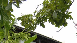 A white building with a staircase leading to a balcony, surrounded by lush greenery and a stone pathway. - SiZen Retreat & Spa (Siem Reap)
