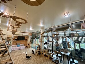 Building design - Cat Story Hotel (Patong)