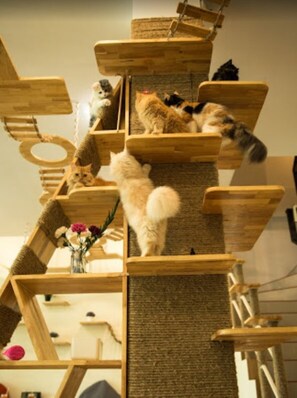 Animaux de compagnie acceptés