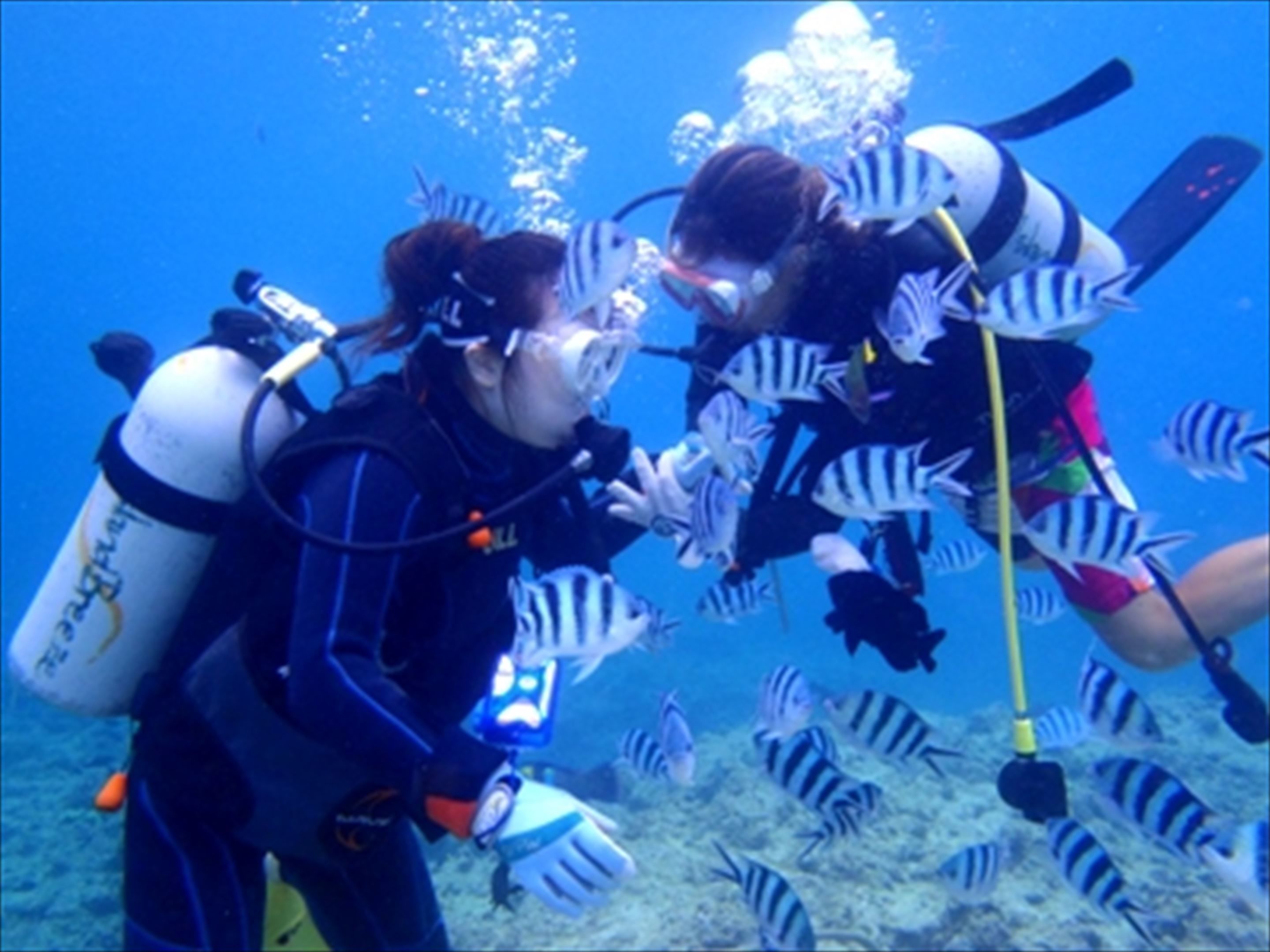 Two scuba divers surrounded by striped fish in a clear blue underwater environment.