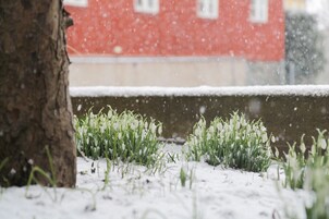 Terreno cubierto de nieve con un árbol y un edificio al fondo.