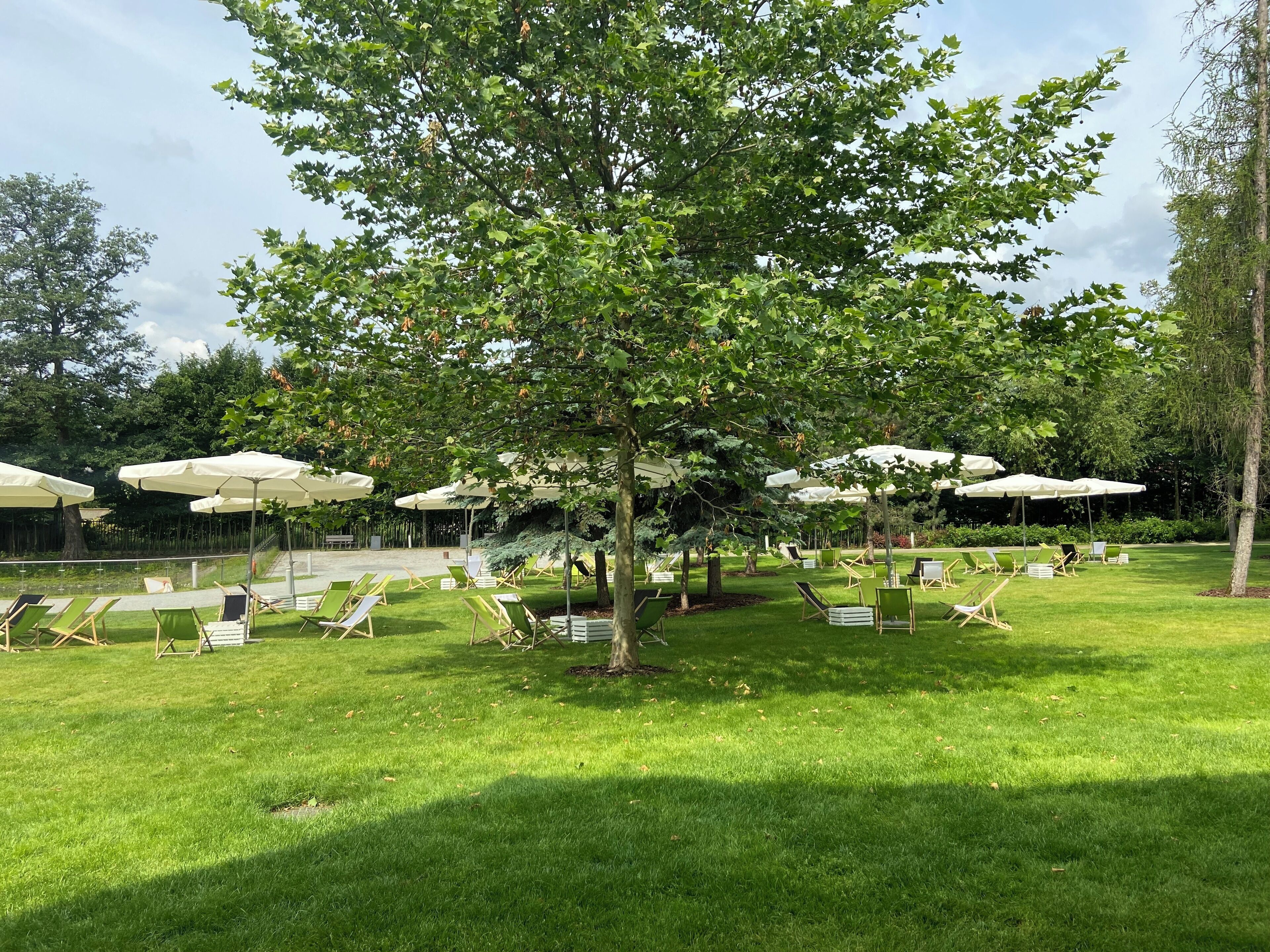 A well-maintained outdoor area with green grass, multiple white umbrellas, and lounge chairs arranged for relaxation.
