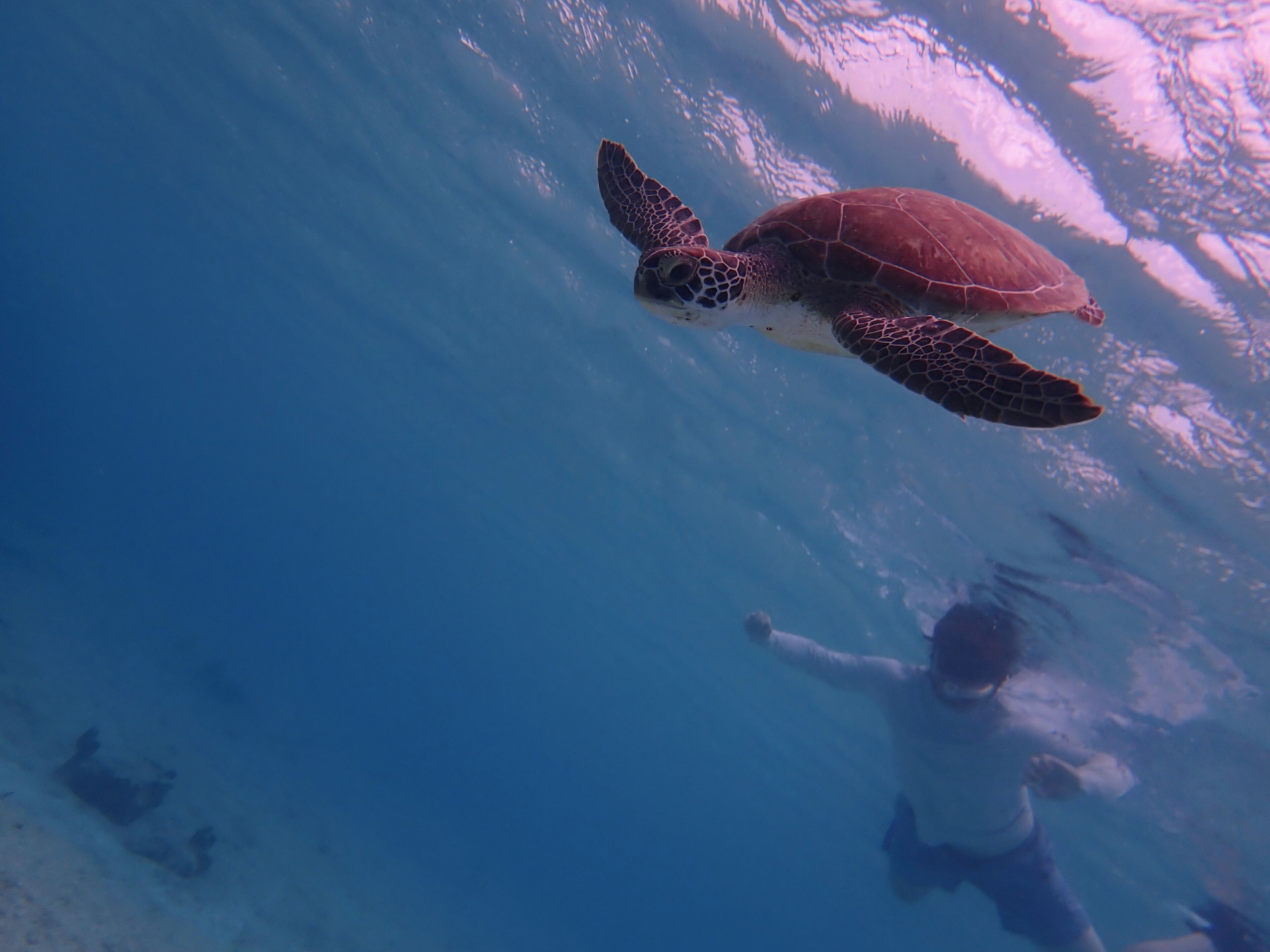 Une tortue de mer nageant sous l’eau.
