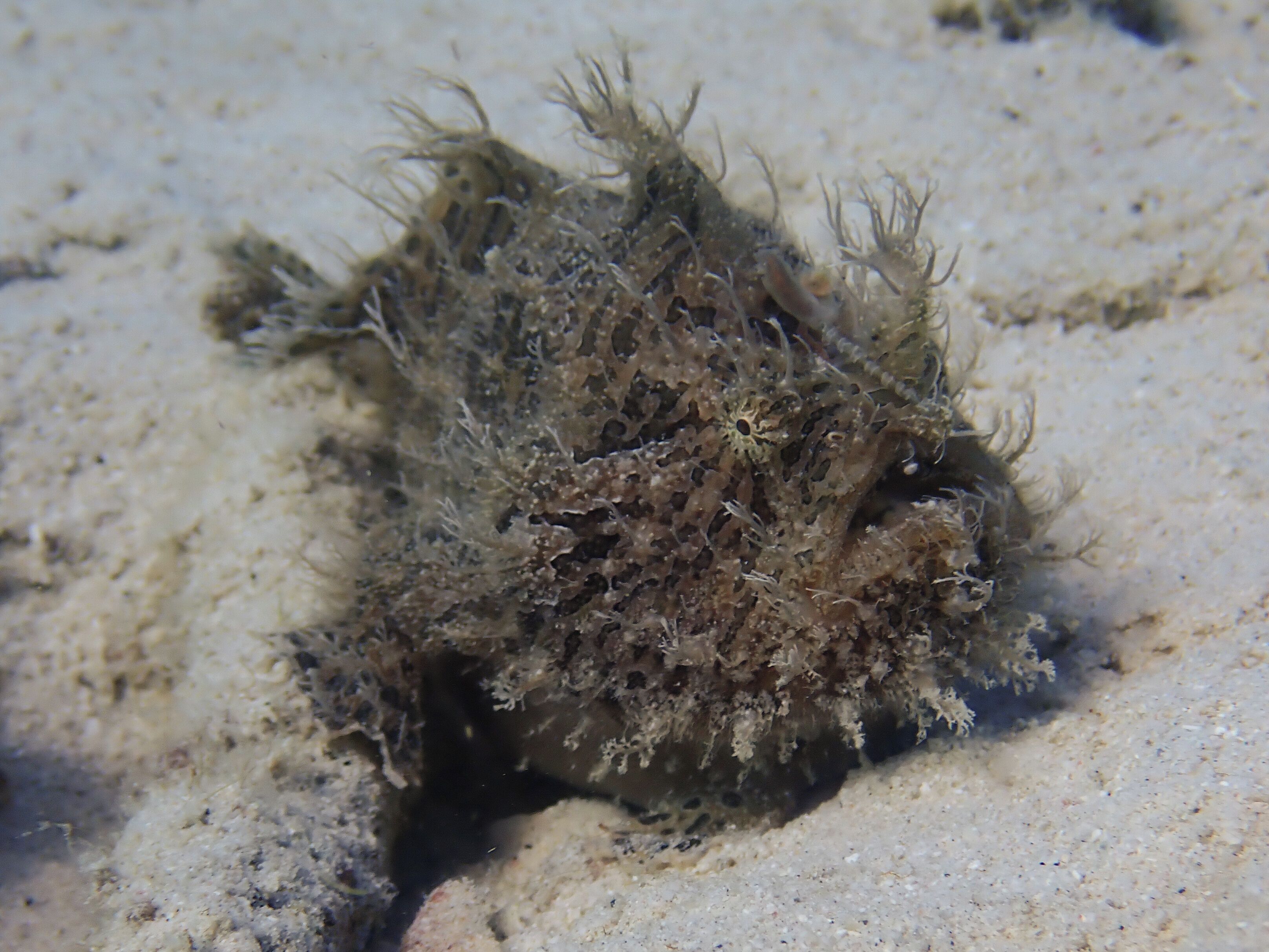 Een zeewezens met een getextureerde, gespikkelde verschijning, gedeeltelijk begraven in zand.