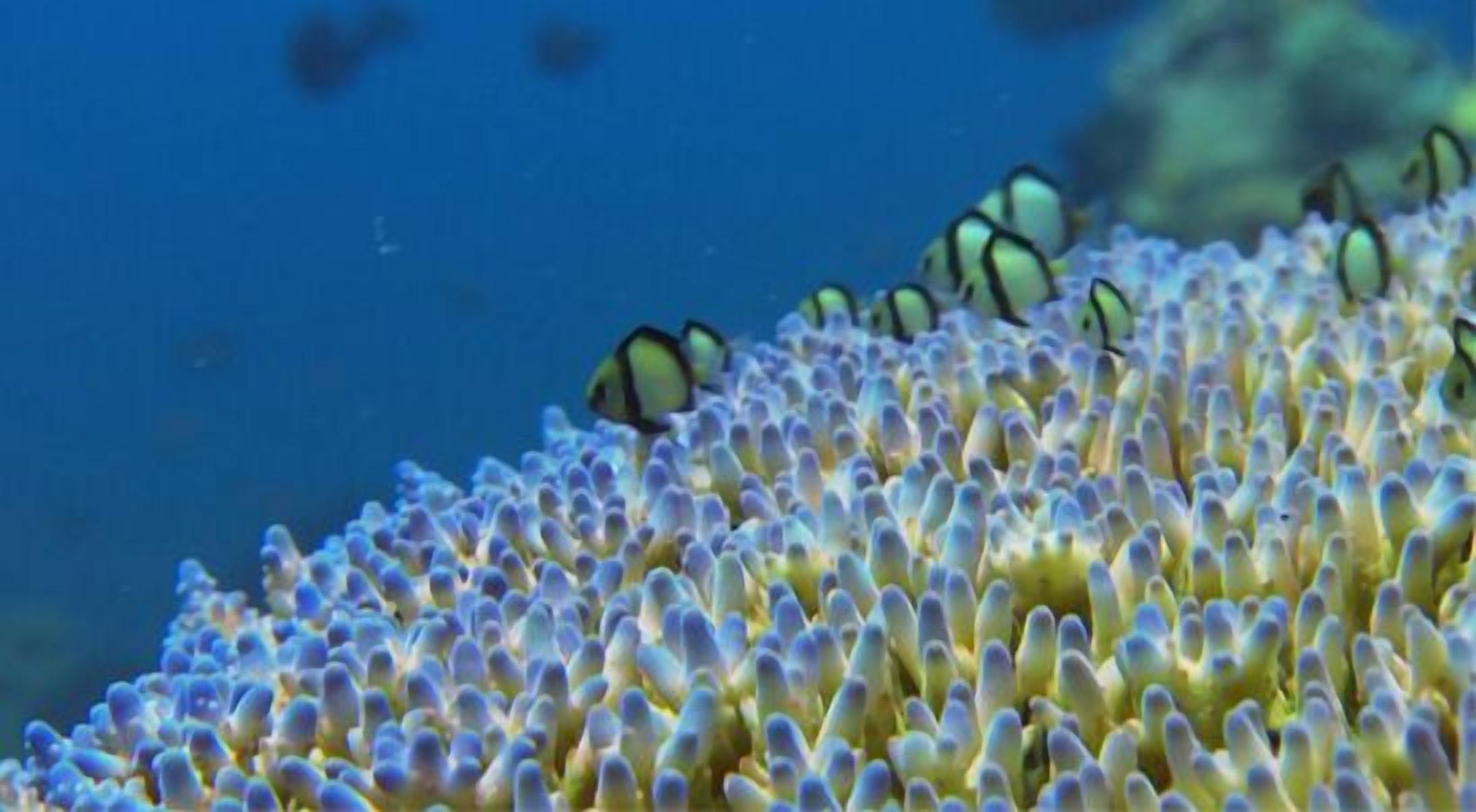 Foto - Blue Andaman Lanta Resort