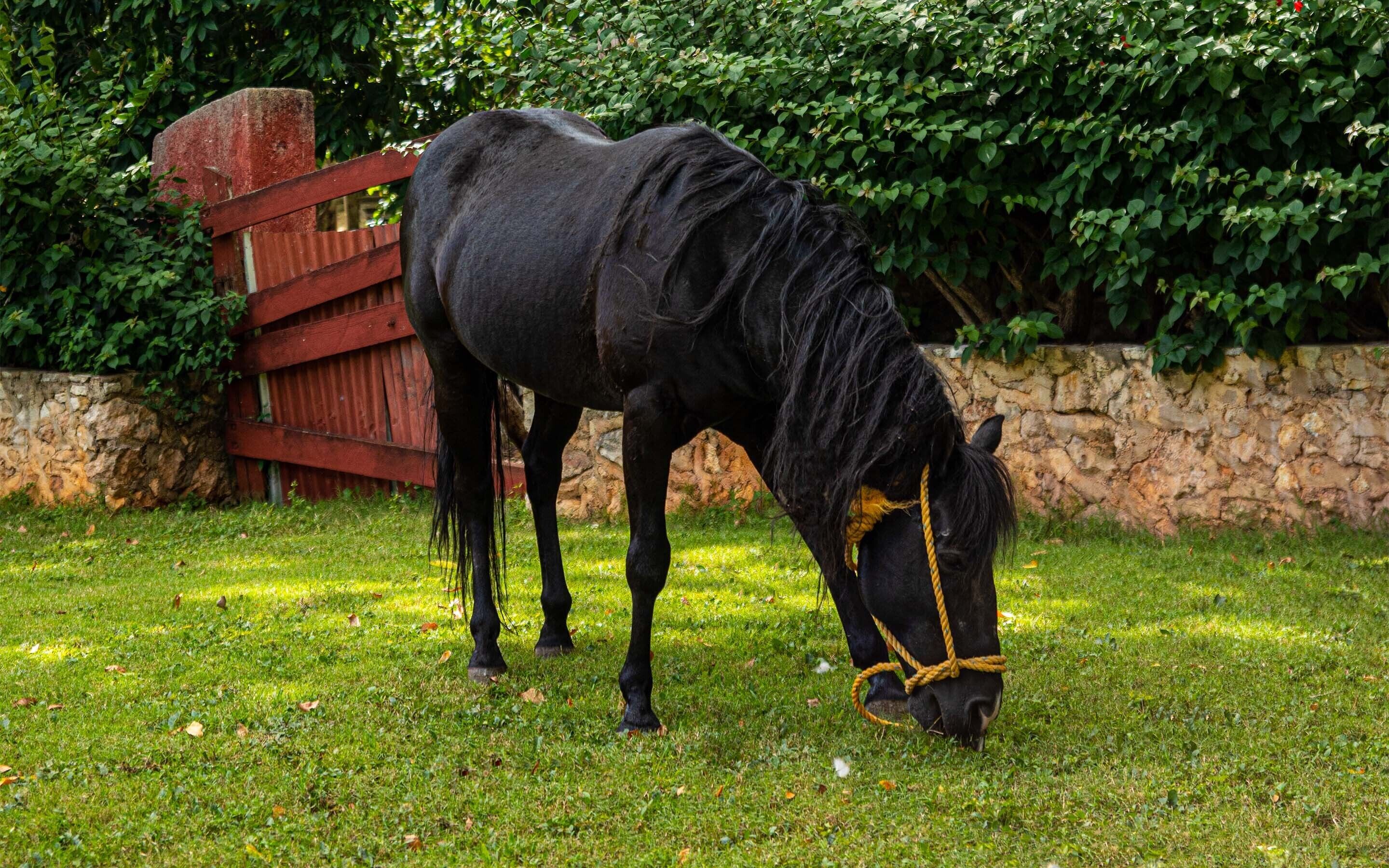 A black horse tied with a rope in a grassy area with a stone wall and a red gate in the background.