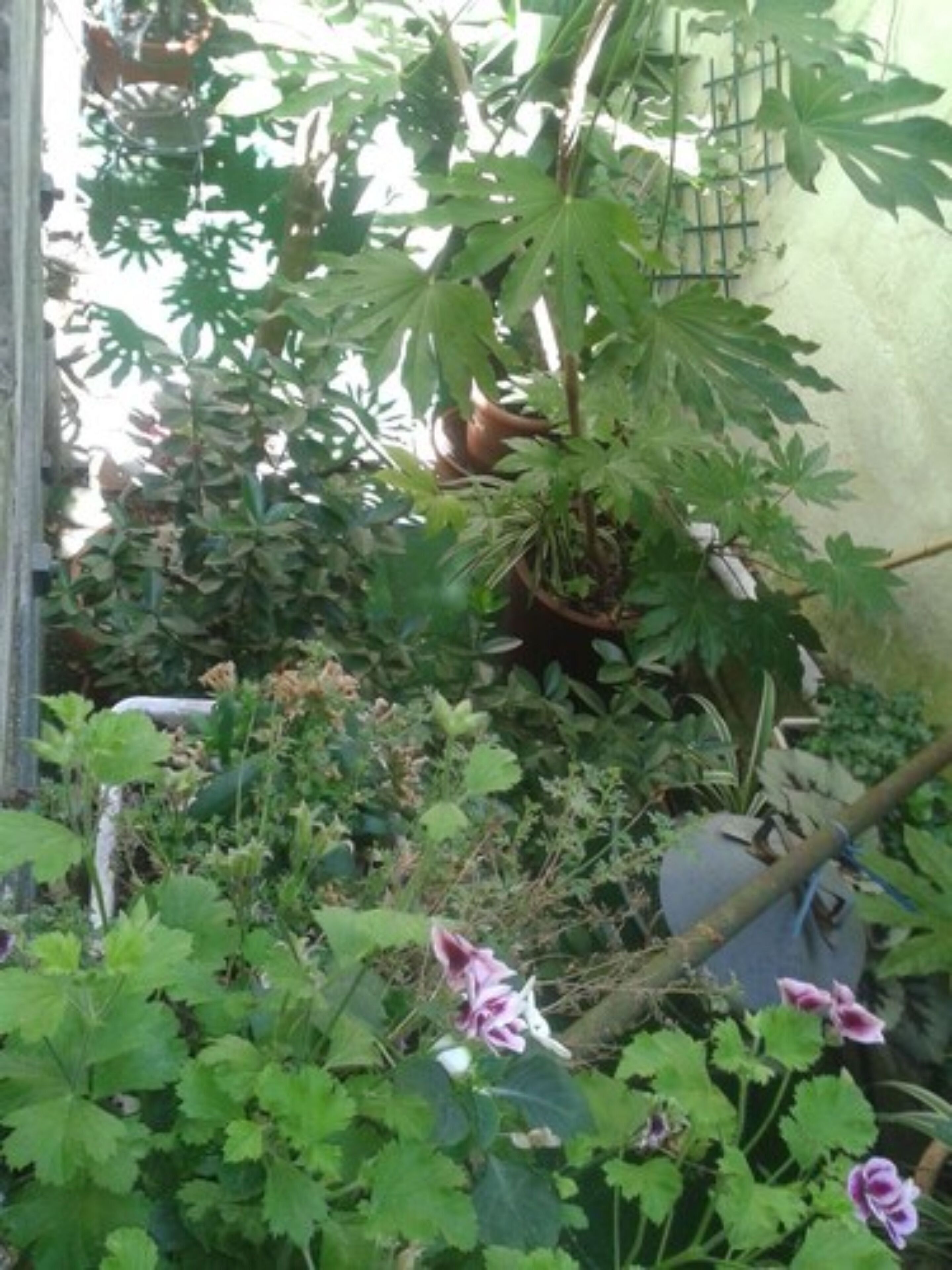 family room, courtyard area | view from room