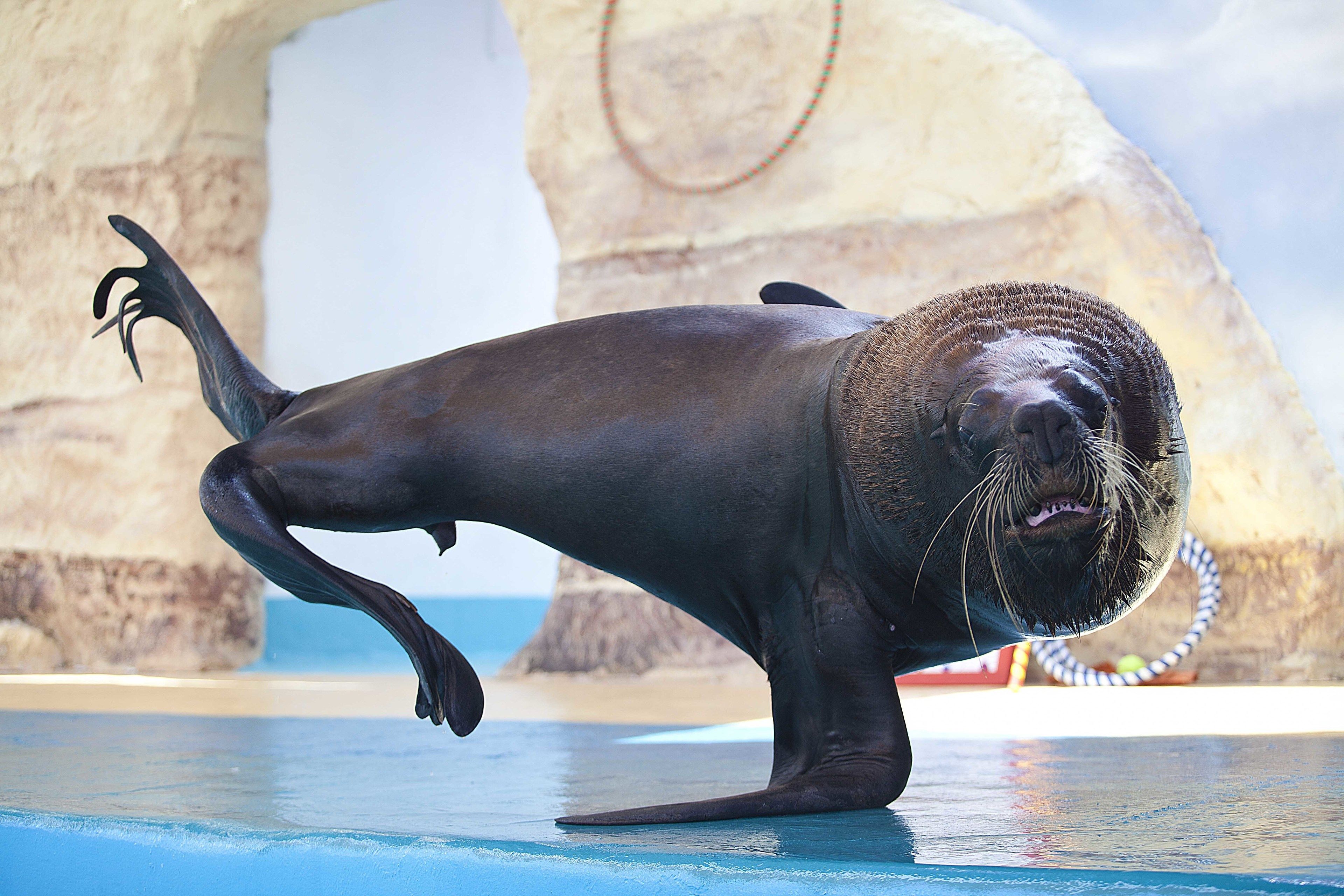 Un lobo marino en una piscina con un fondo rocoso.