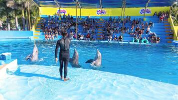 Espectáculo de delfines con un público sentado en gradas.