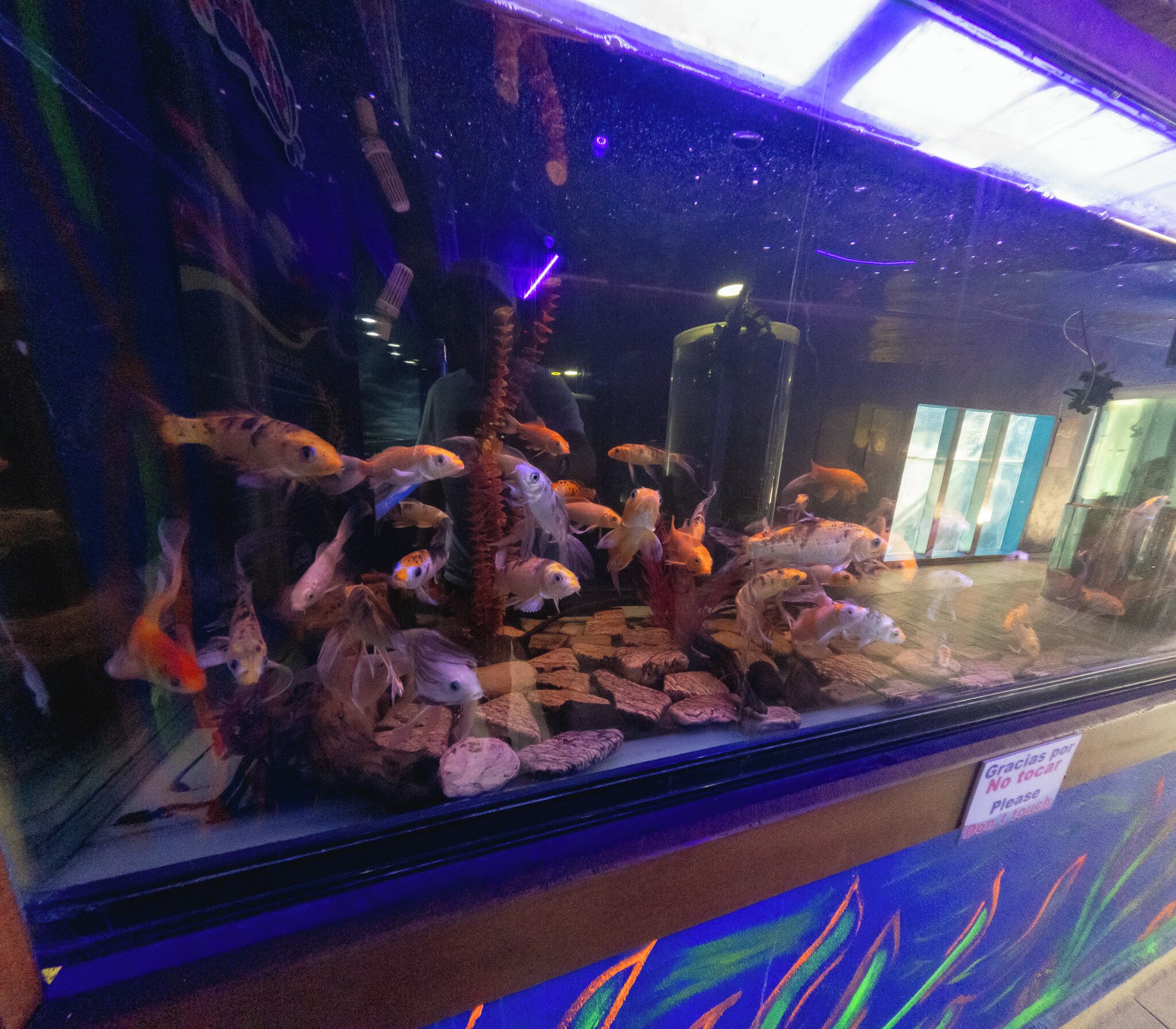A fish tank with various species of fish and a sign that says "Gracias por No tocar. Please Don't touch."