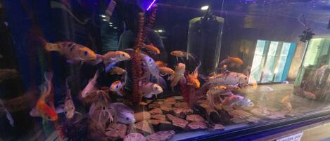 Ein Aquarium mit verschiedenen Fischarten und einem Schild mit der Aufschrift 'Gracias por No tocar. Please Don't touch.'