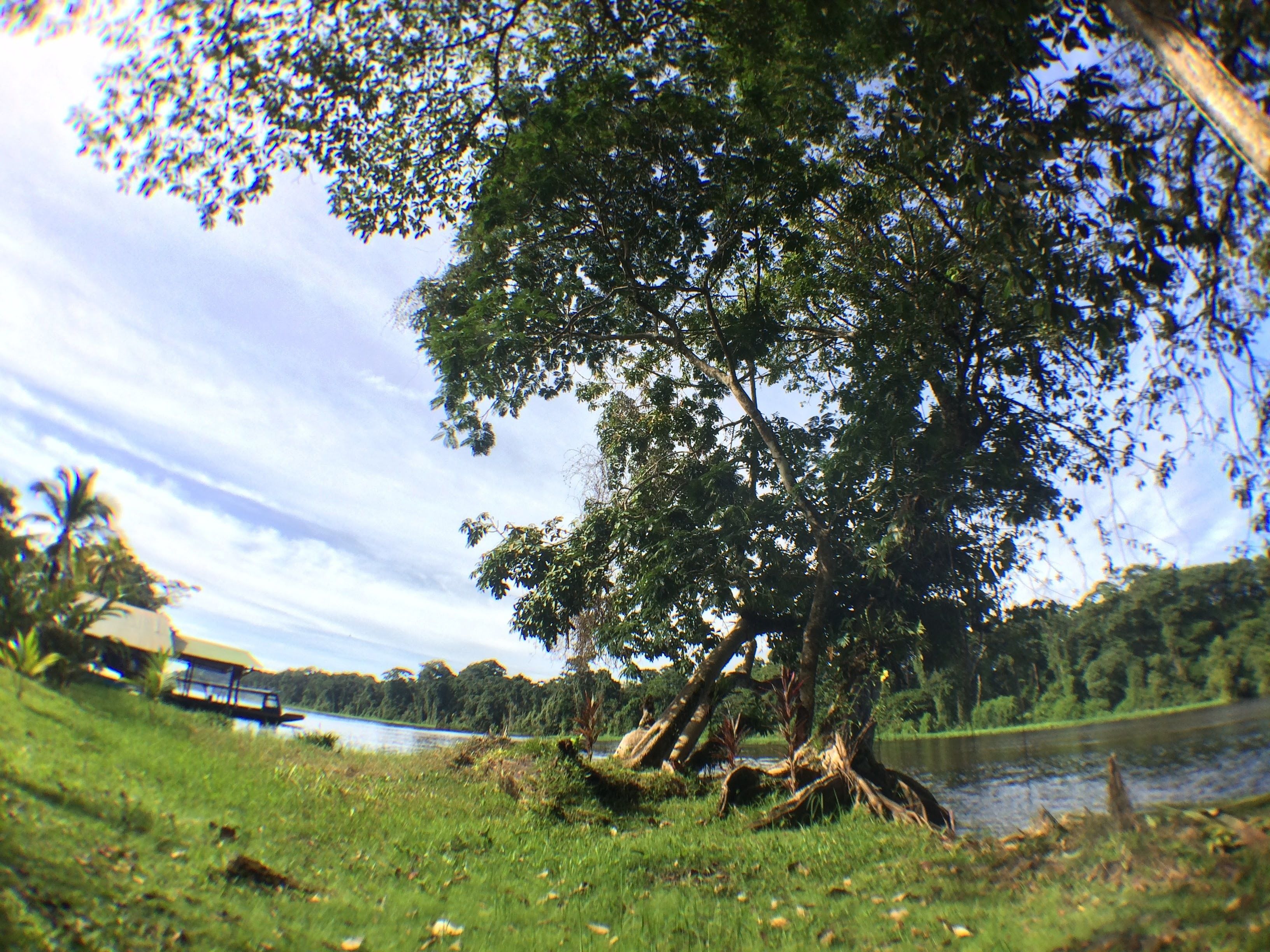 Uma árvore grande à beira de um lago, com um barco atracado por perto.